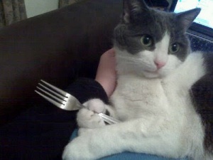 cat holding a fork